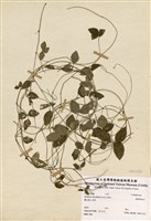 藏品(圓葉野扁豆)的圖片